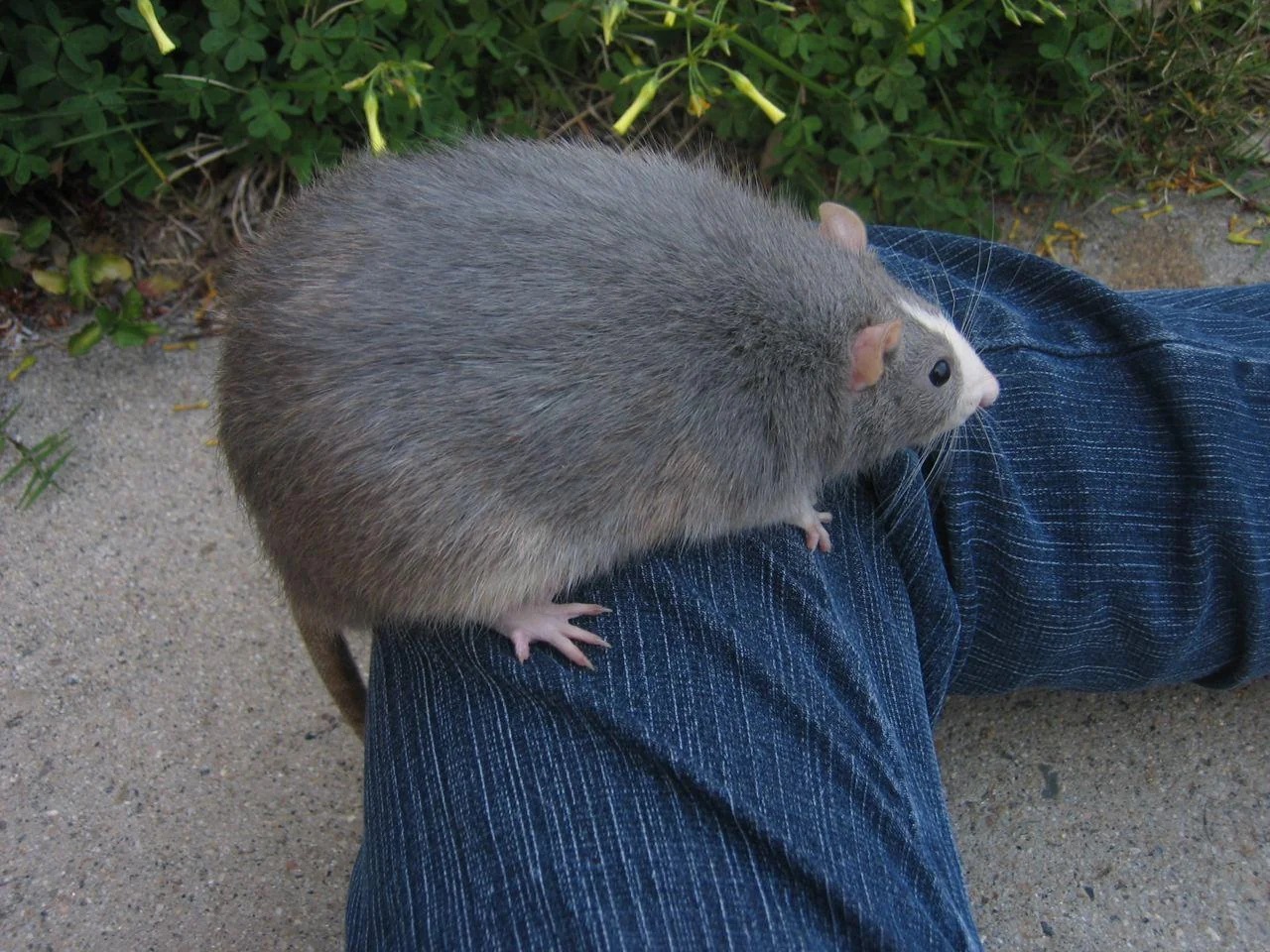 A Picture of a big Rat